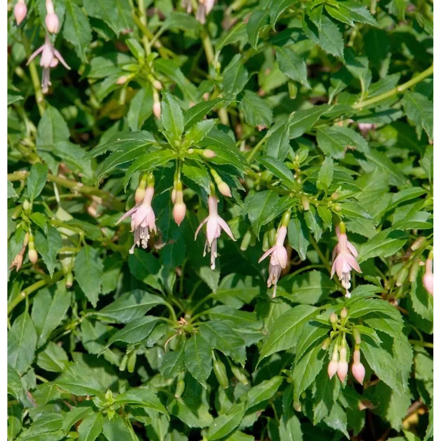 Fuchsie Alba - Fuchsia magellanica