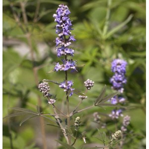 Blühender Mönchspfeffer (Vitex agnus castus) Strauch mit violetten Blüten.