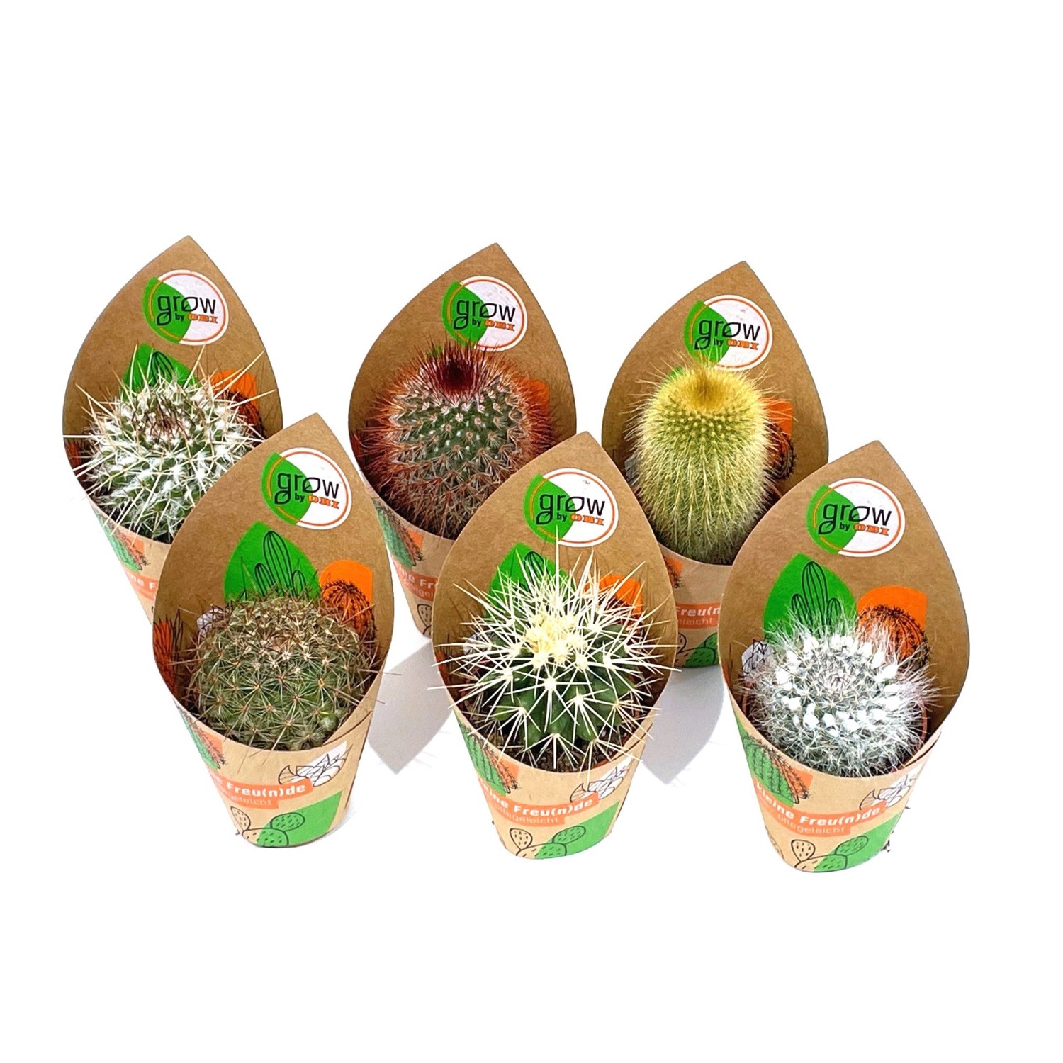 GROW by OBI Kakteen Kugel 6-fach sortiert Topf-Ø ca. 5,5 cm