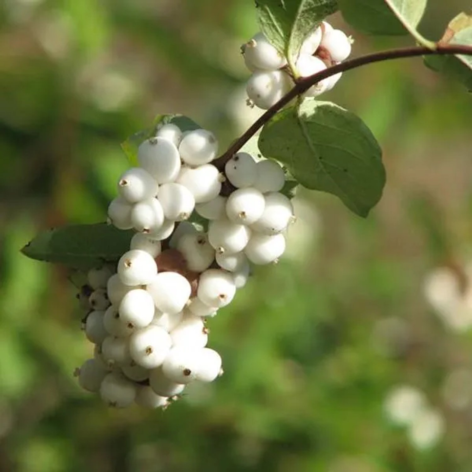Schneebeere 'White Hedge' Symphoricarpos doorenbos 50 bis 60 cm im Container Weiße Beeren