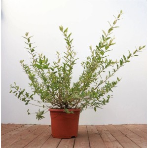 Salix Integra Hakuro Nishiki im Topf: Japanische Weide mit buntem Laub, 40–60 cm hoch.