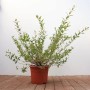 Salix Integra Hakuro Nishiki im Topf: Japanische Weide mit buntem Laub, 40–60 cm hoch.