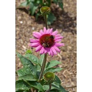 Purpur-Sonnenhut 'Little Magnus' im Topf, purpurrote Blüte mit Hummeln, Stauden für sonnige Standorte.