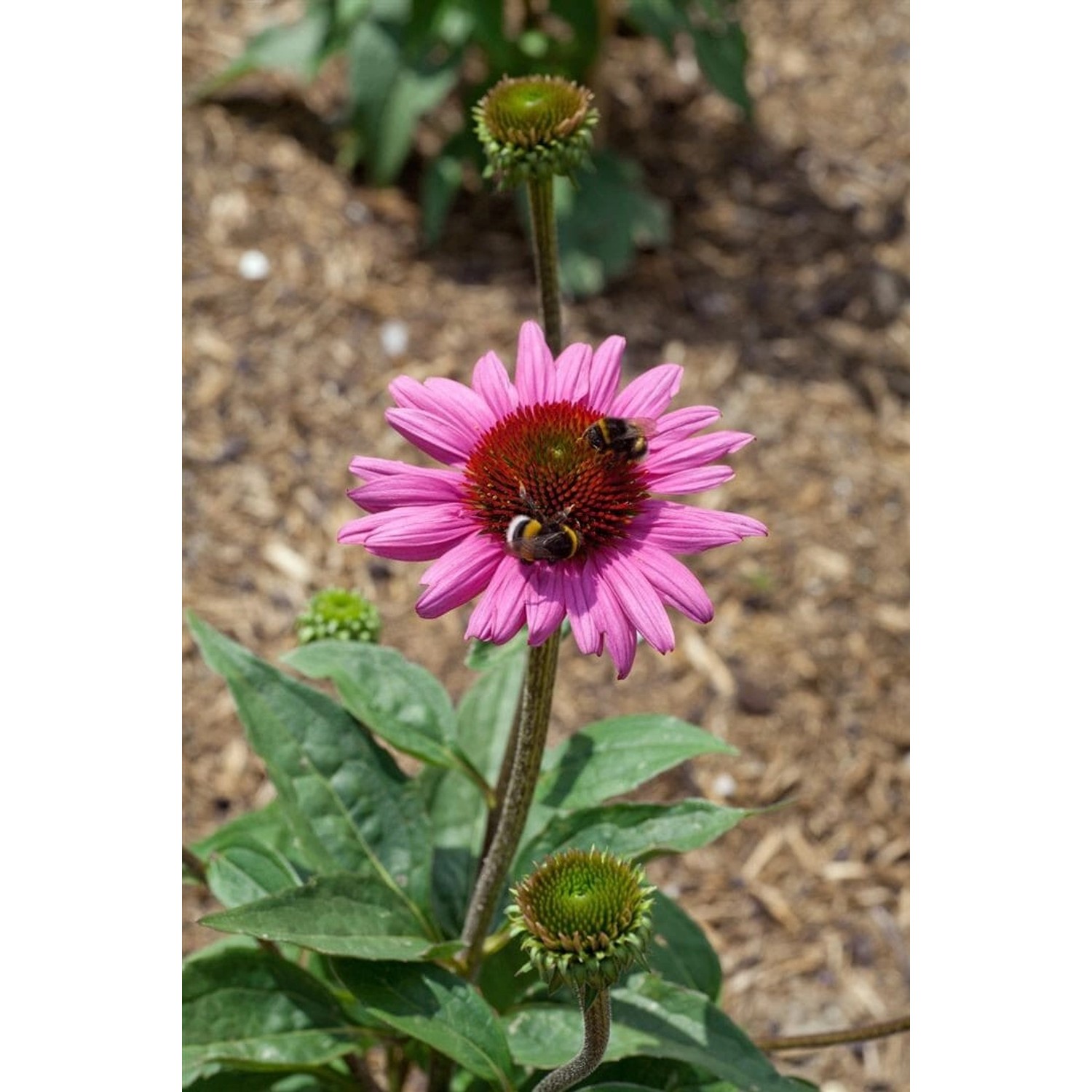 Echinacea Purpurea Little Magnus R Ca. 11x11 cm Topf günstig online kaufen