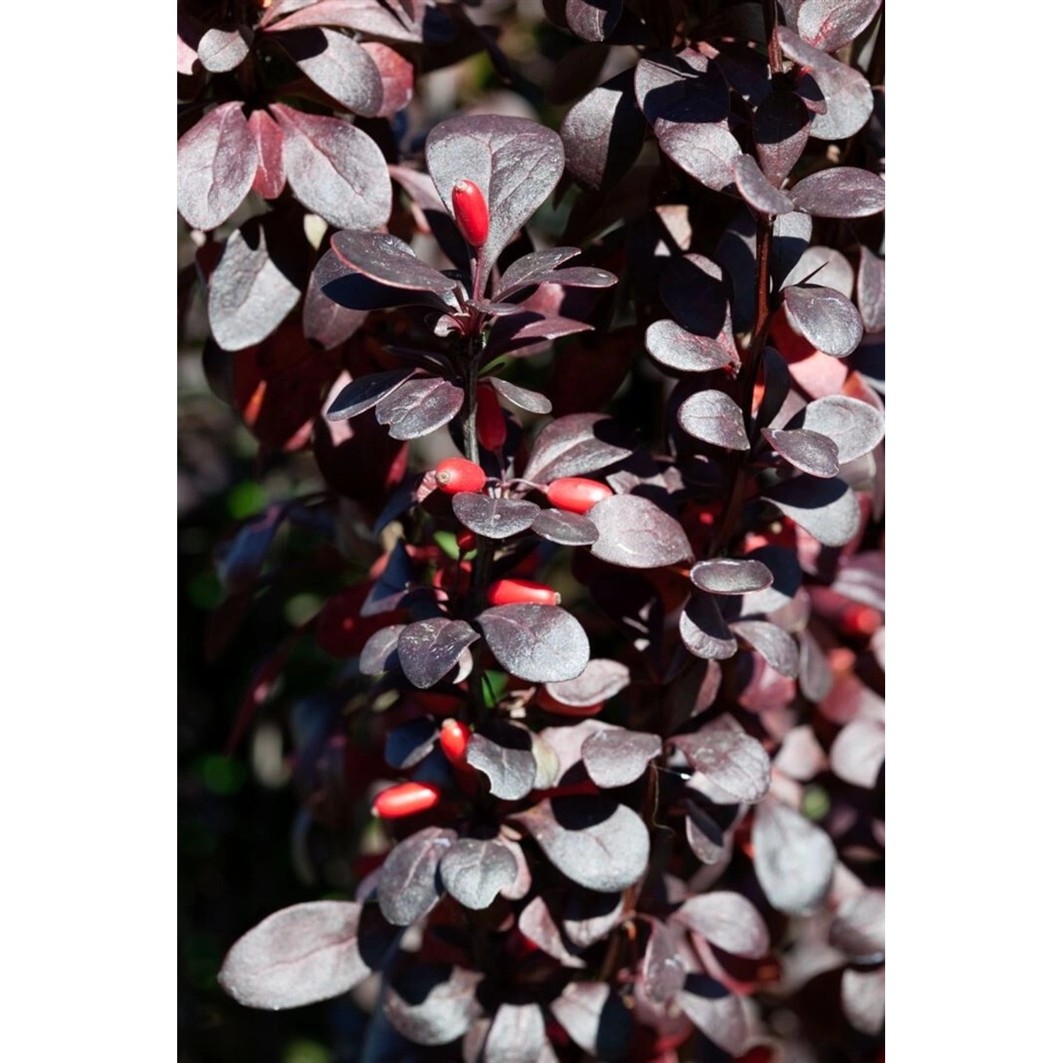 Detailaufnahme der rotlaubigen Säulen-Berberitze 'Red Pillar' mit roten Beeren.
