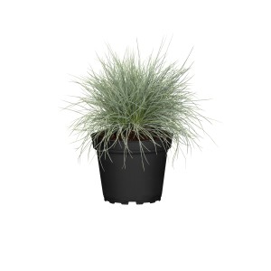 Blauschwingel (Festuca glauca) im Topf, ca. 10-30 cm hoch. Ziergras mit bläulichen Blättern.