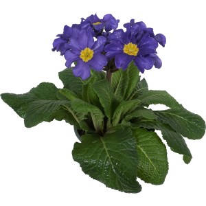 Blaue Hohe Schlüsselblume (Primula elatior) im Topf, eine farbenfrohe Frühjahrsbepflanzung.