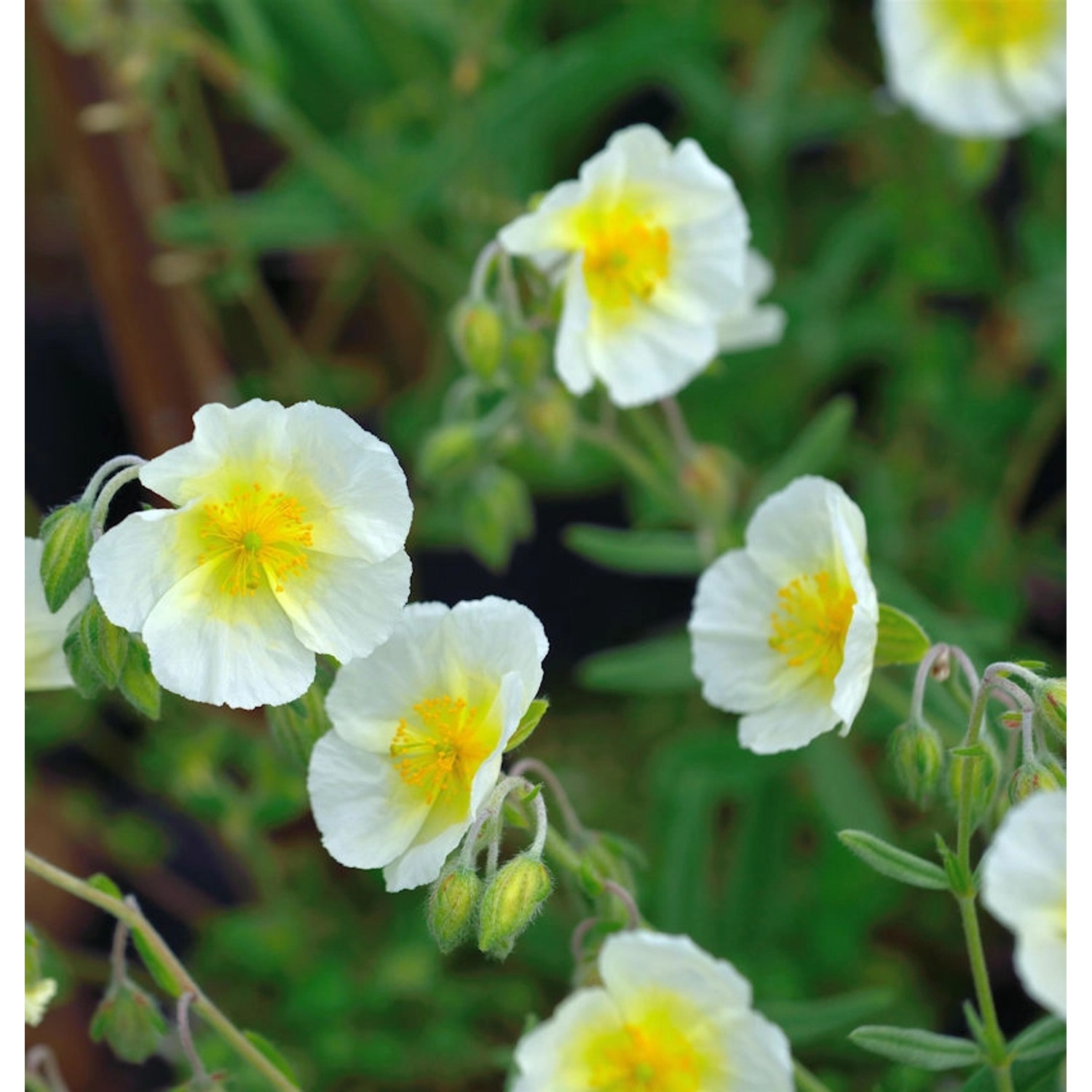 Sonnenröschen Bride - Helianthemum cultorum günstig online kaufen