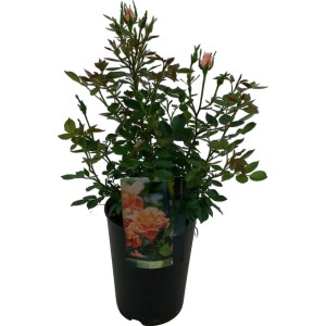 Patiorose im Topf (Ø 19cm) mit grünen Blättern und zarten, hellrosa Blütenknospen.