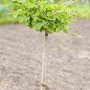 Kompakter Zwerg-Ginkgo Biloba Troll, 25–30 cm hoch, mit grünen Blättern.