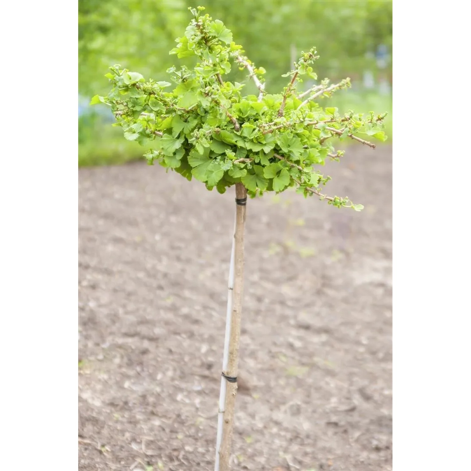 Kompakter Zwerg-Ginkgo Biloba Troll, 25–30 cm hoch, mit grünen Blättern.