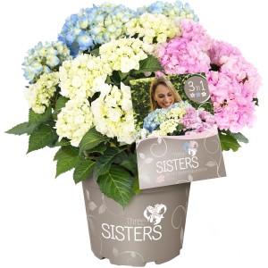Bauernhortensie Three Sisters mit blauen, weißen und pinken Blüten im Topf.
