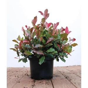 Glanzmispel 'Little Red Robin' im Topf, 40-60 cm hoch, mit roten Blättern. Ideal für Garten, Kübel und Hecke.