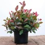 Glanzmispel 'Little Red Robin' im Topf, 40-60 cm hoch, mit roten Blättern. Ideal für Garten, Kübel und Hecke.