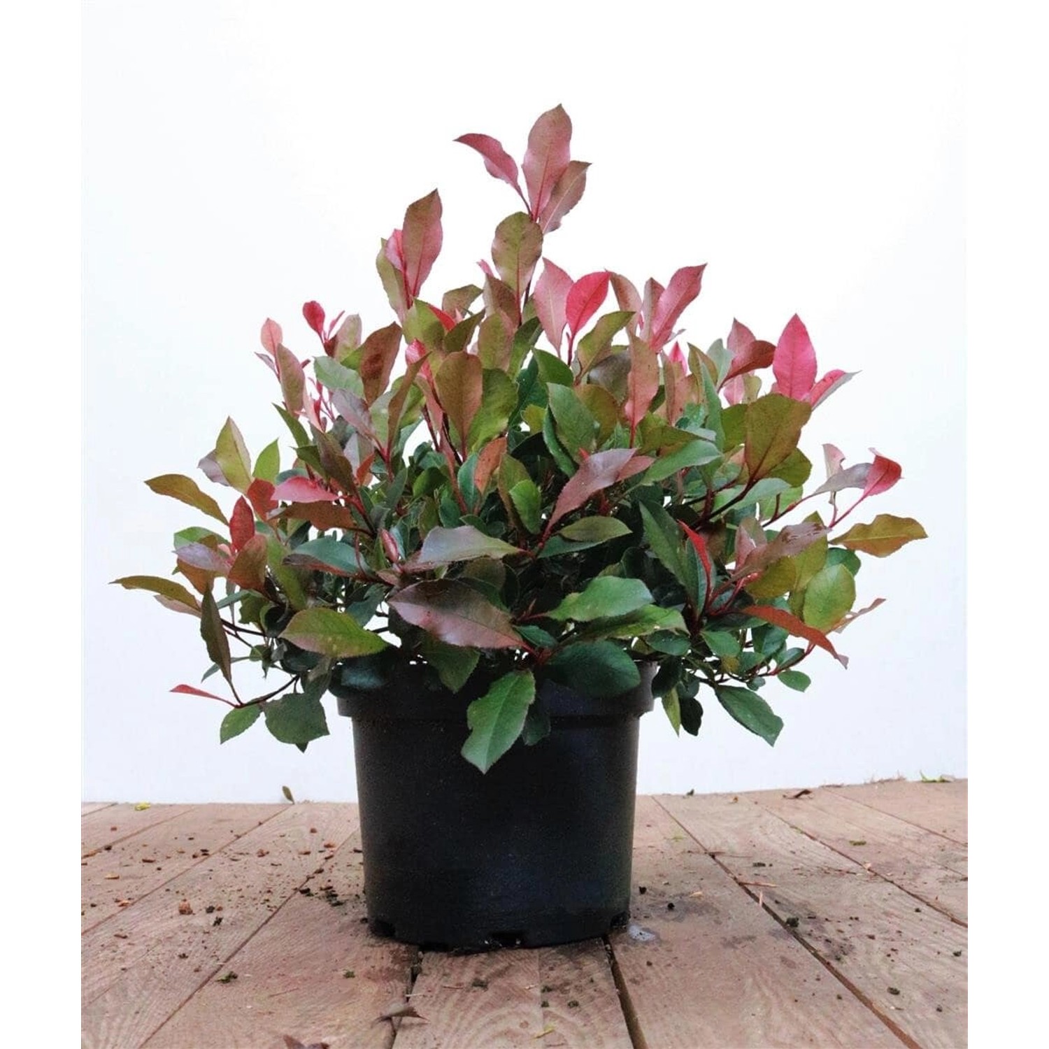 Photinia Fraseri Little Red Robin Glanzmispel Rot 40–60 cm günstig online kaufen