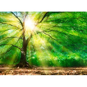 Fototapete Wald mit Sonnenstrahlen in Grün, Gelb und Braun (3,50x2,55m).