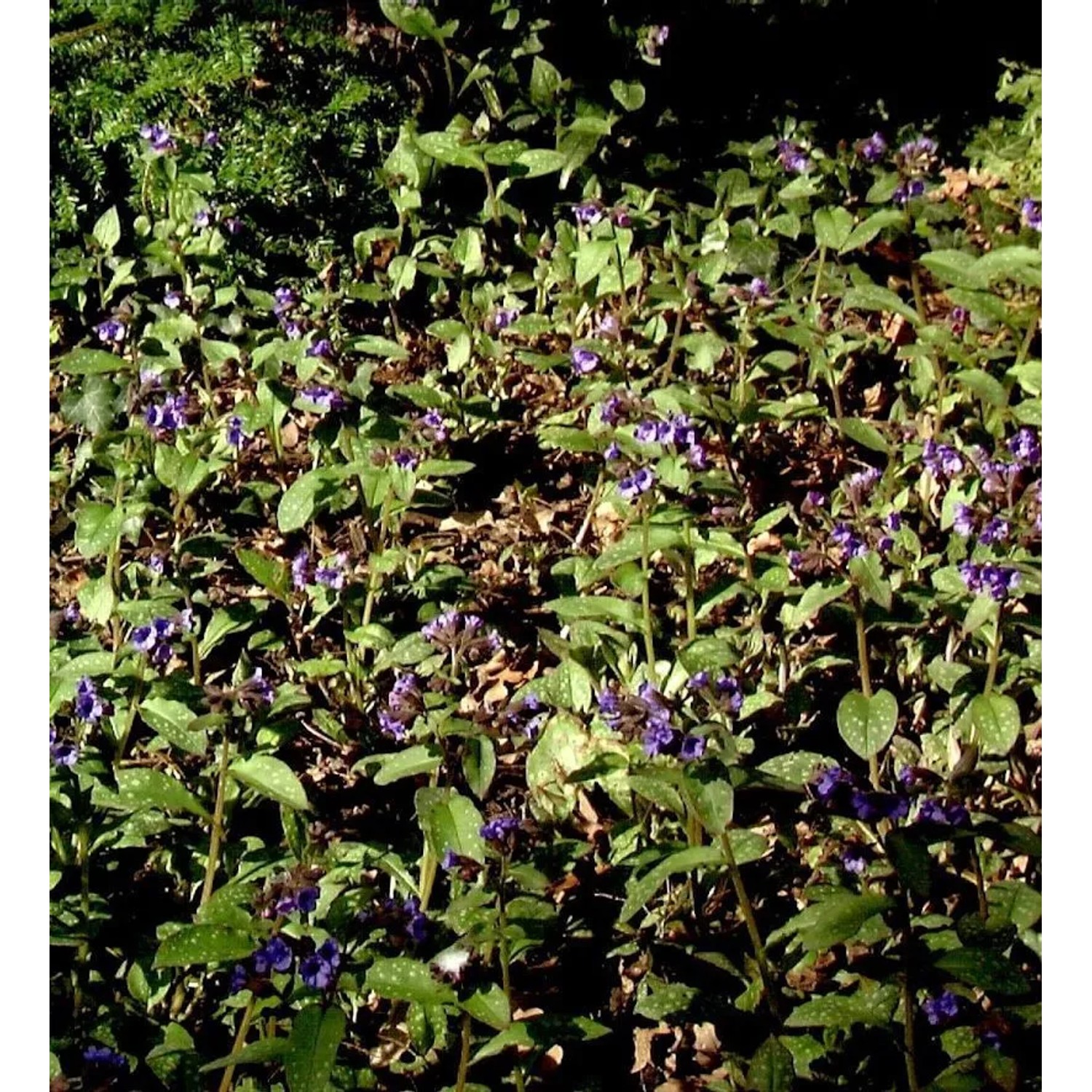 Lungenkraut - Pulmonaria saccharata