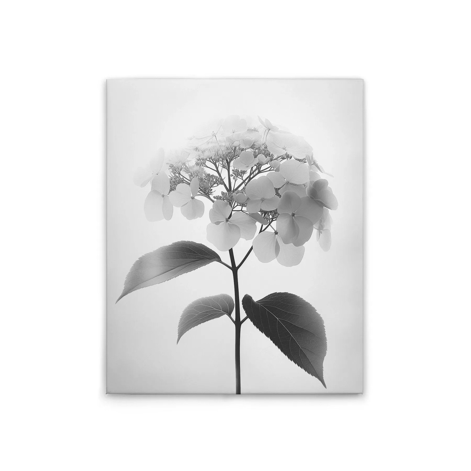 Tadessi Leinwandbild - M1-No.51792 - Blumen Vintage SW - 40 x 50 cm - Querformat