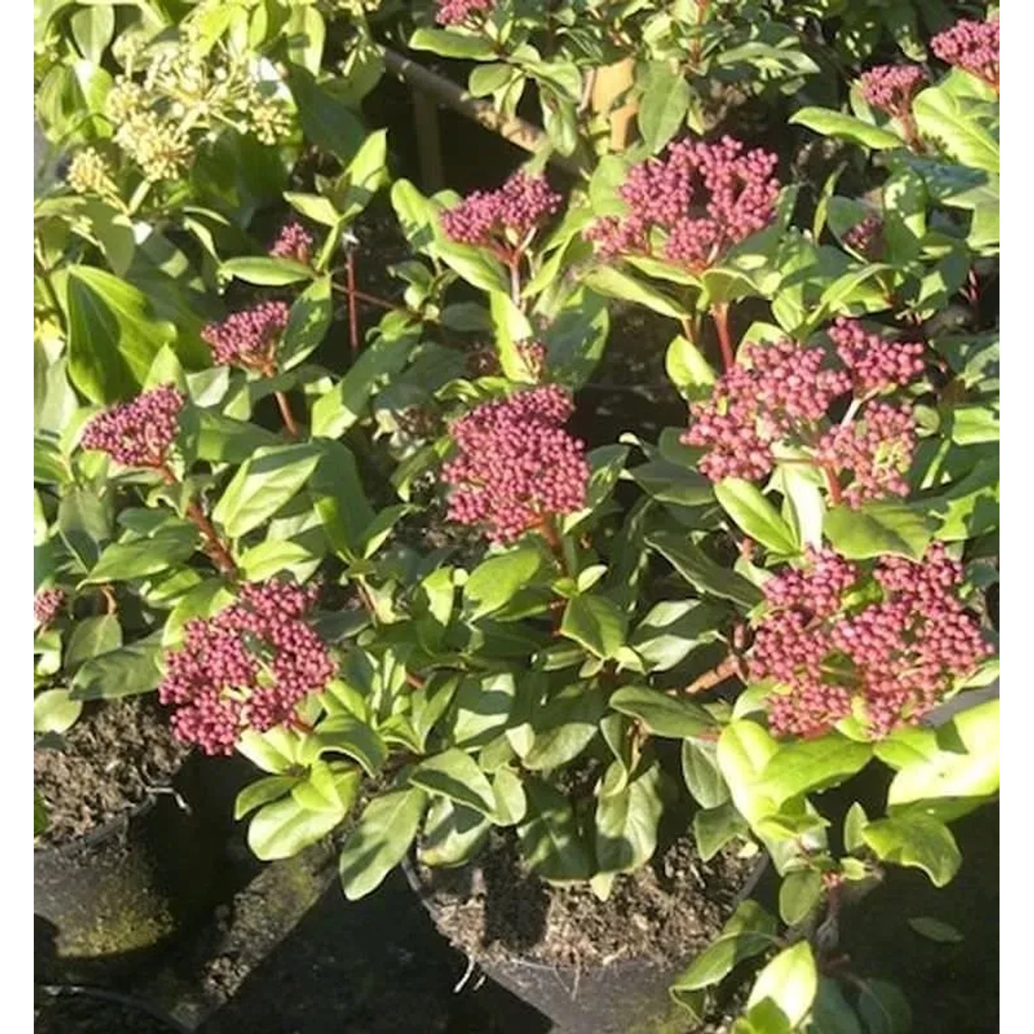 Mittelmeer Schneeball Gwenllian 40-60cm - Viburnum tinus