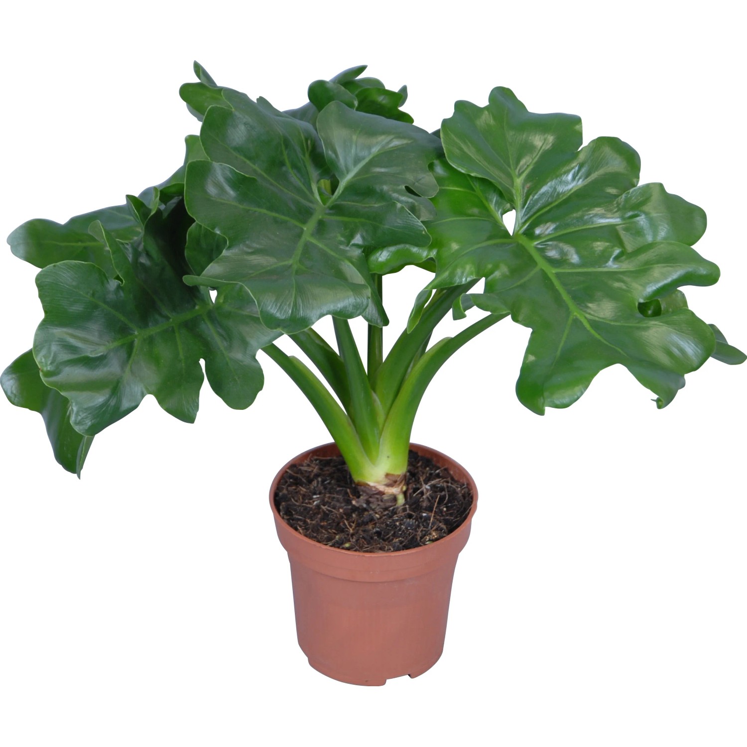 plant wave Buy the Original PlantWave Device