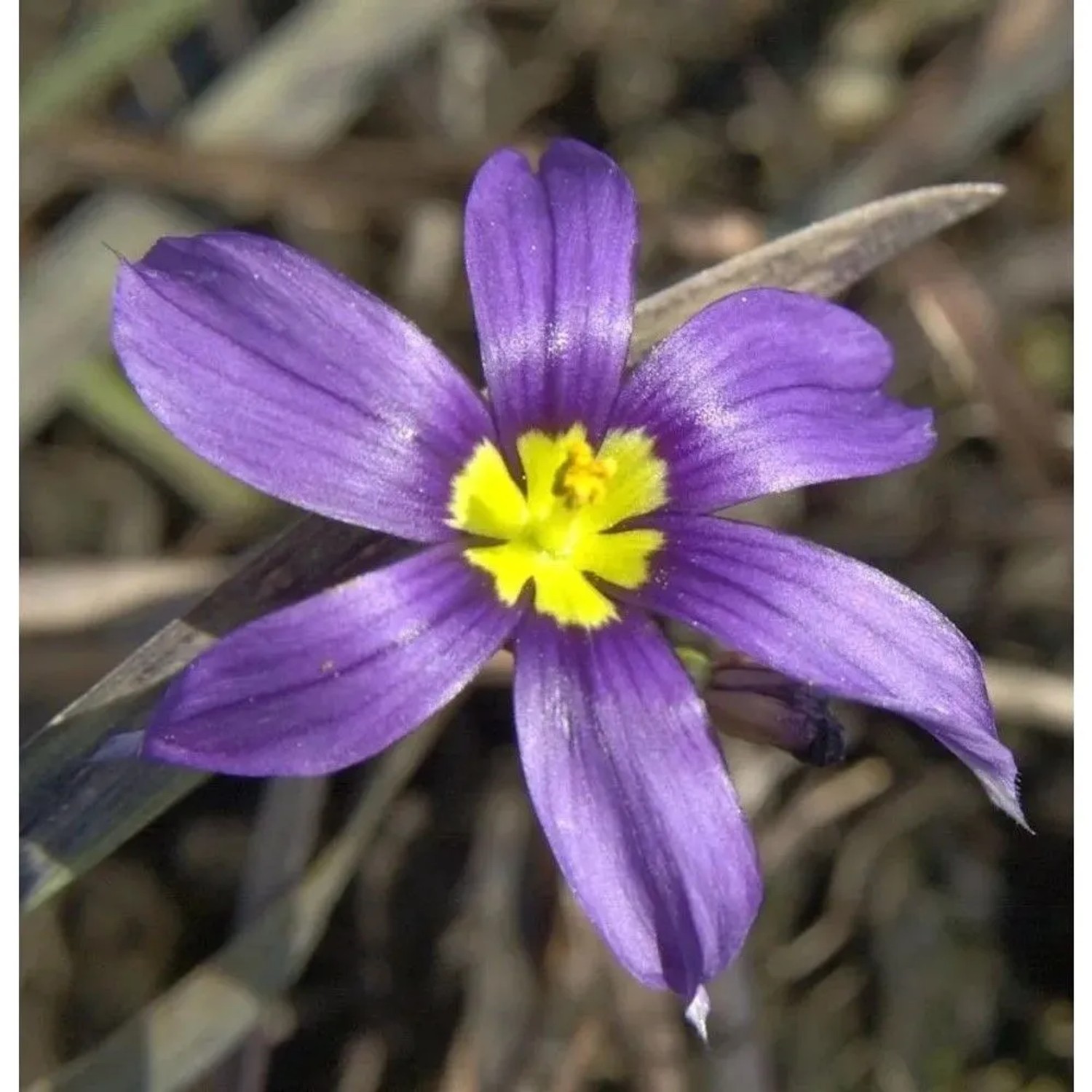 Blaue Binsenlilie - Sisyrinchium angustifolium