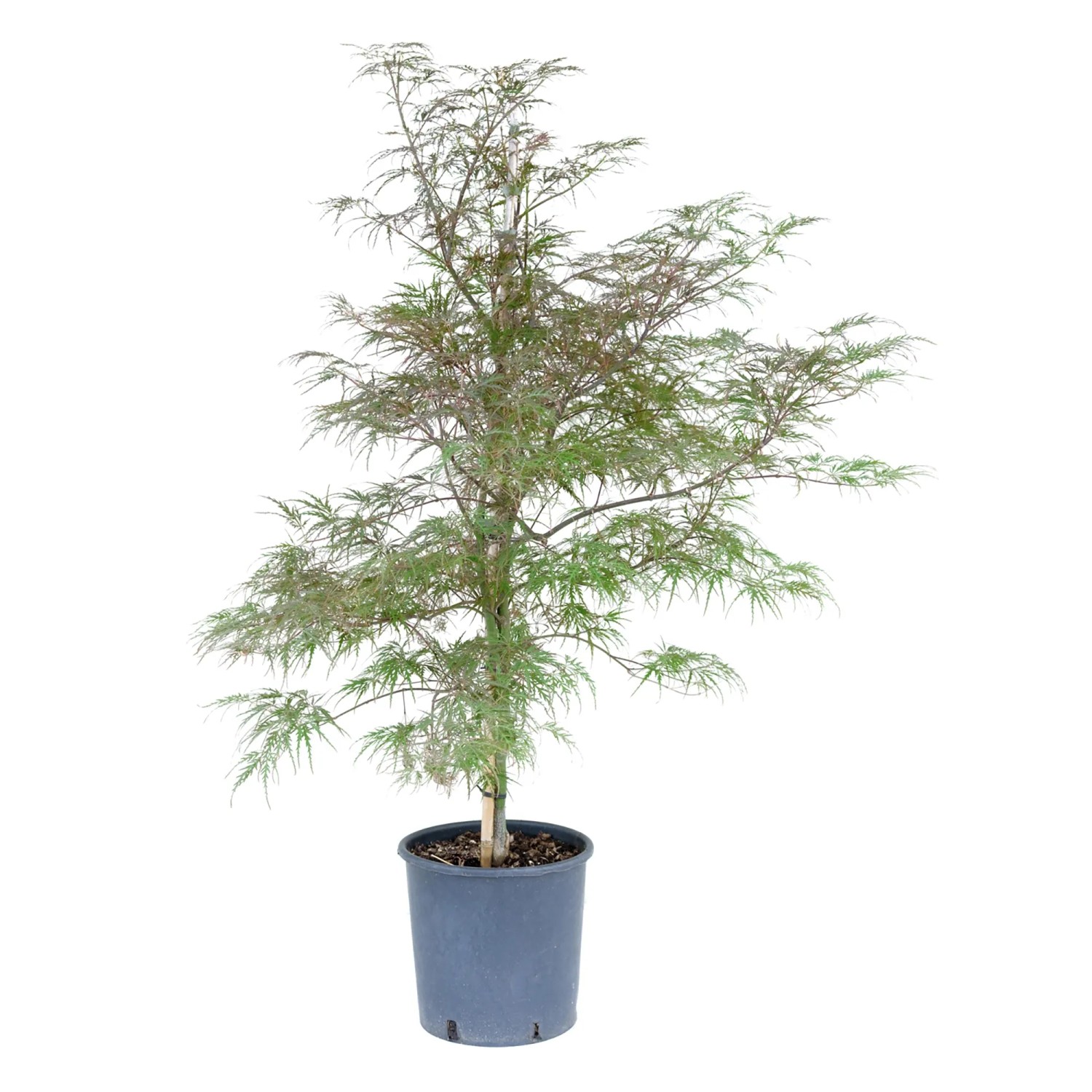 GROW by OBI Ahorn Höhe ca. 60 cm Acer palmatum dissectum Inaba Shidare