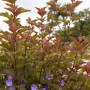 Rotlaubige Fasanenspiere 'Lady In Red' mit 80 cm Stammhöhe, ideal für Garten und Kübel.
