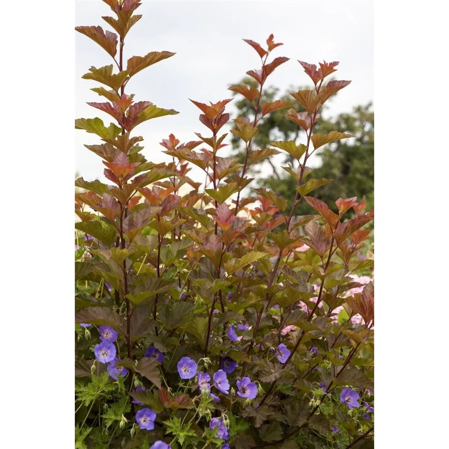 Rotlaubige Fasanenspiere 'Lady In Red' mit 80 cm Stammhöhe, ideal für Garten und Kübel.