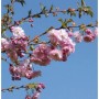 Blut Nelkenkirsche 60-80cm - Prunus serrulata