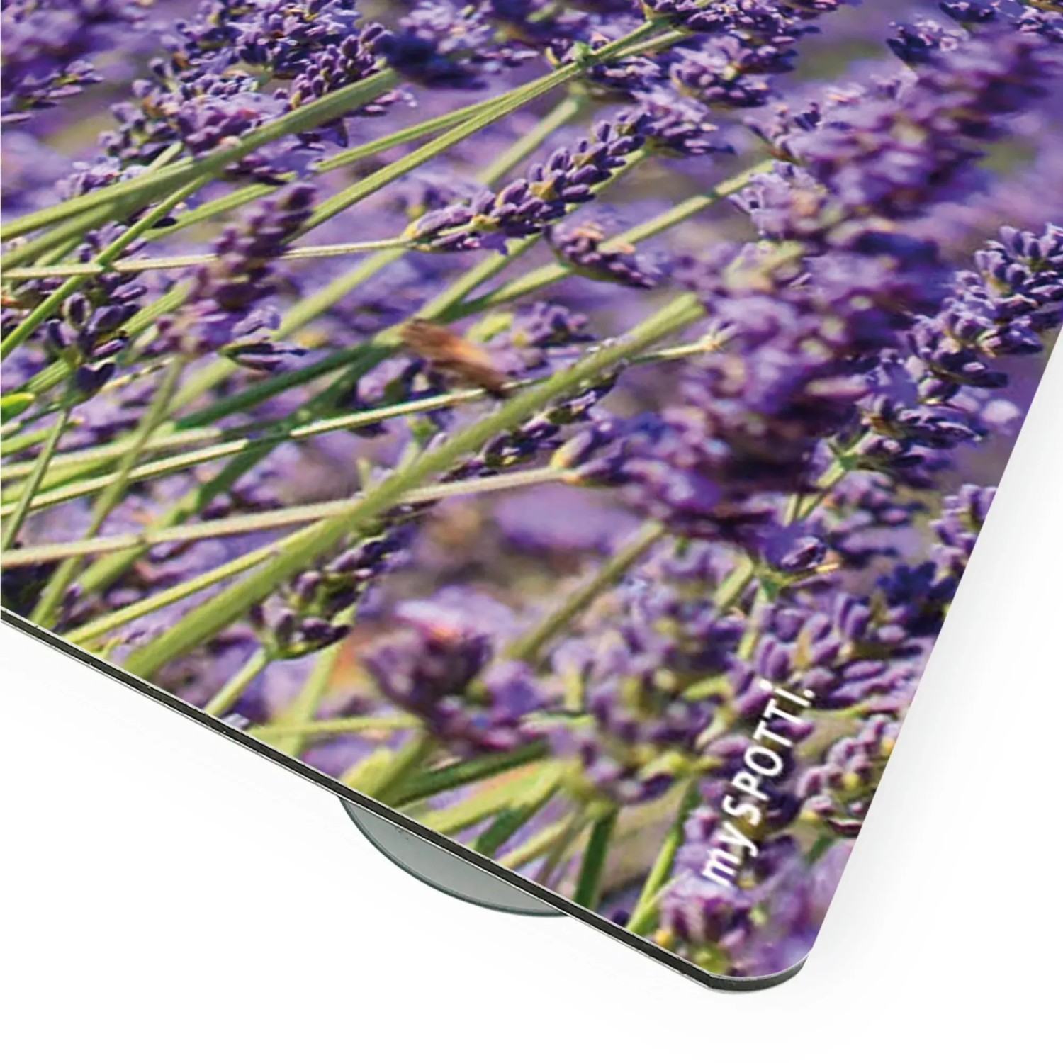 Myspotti Mini-Spritzschutzplatte Lavendel, Küchenrückwand mit Lavendelblüten-Motiv.