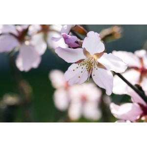 Nahaufnahme der rosa Blüten der Zierkirsche Prunus Kurilensis Ruby.