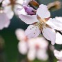Nahaufnahme der rosa Blüten der Zierkirsche Prunus Kurilensis Ruby.