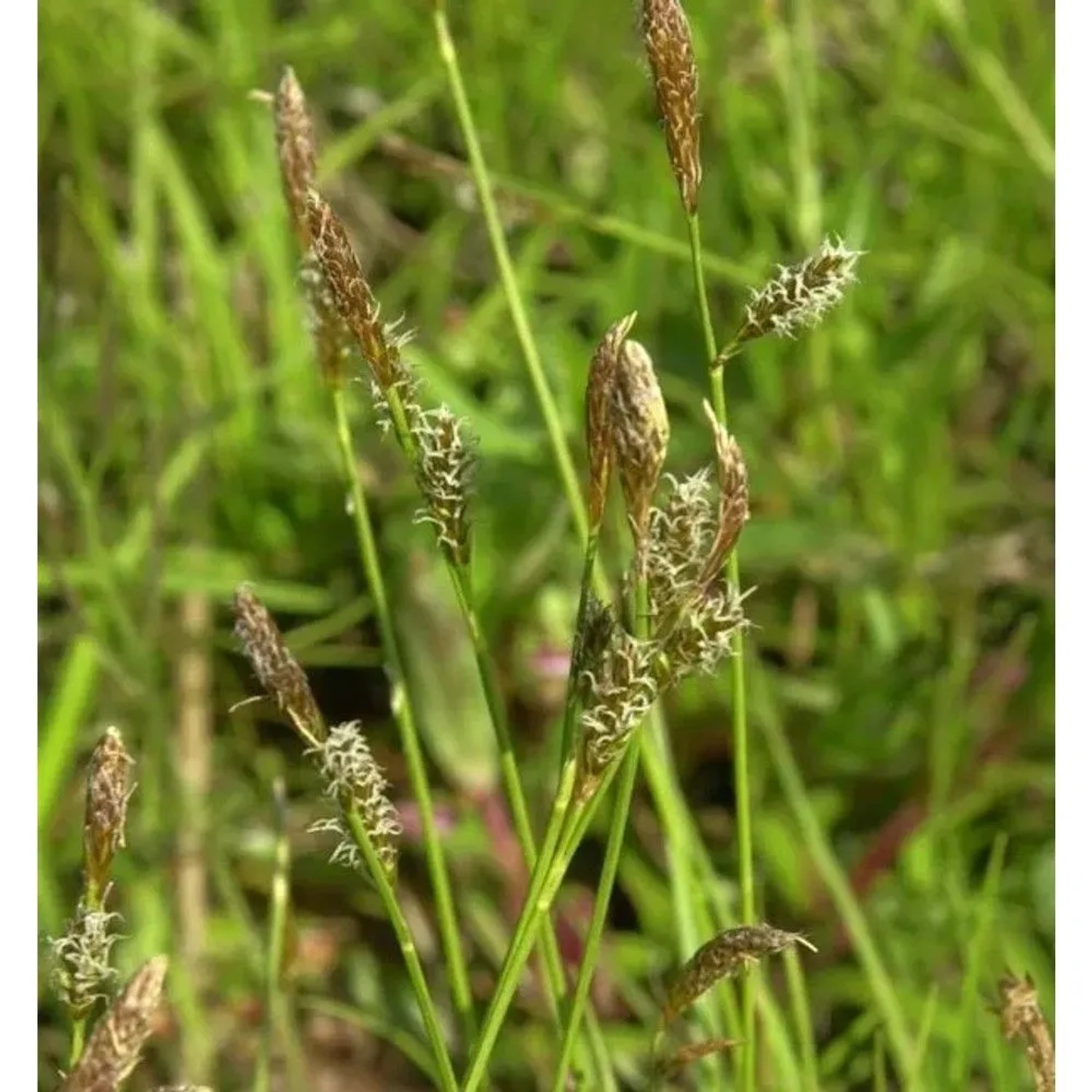 Schattensegge - Carex umbrosa