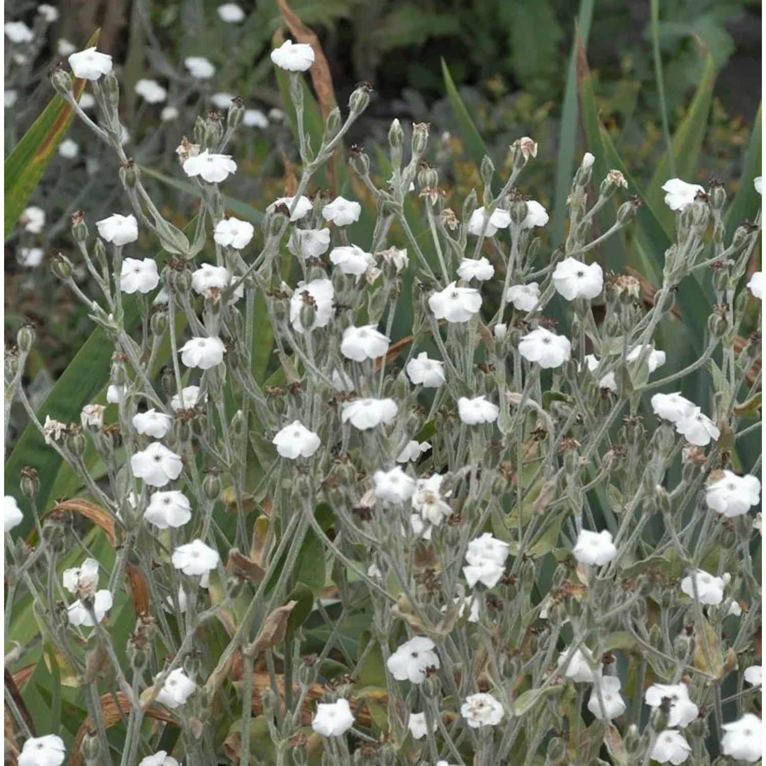Kranz Lichnelke Alba - Lychnis coronaria