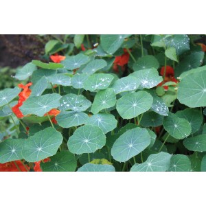 Blu Bio-Kapuzinerkresse im Topf mit grünen Blättern und orangen Blüten.