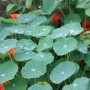 Blu Bio-Kapuzinerkresse im Topf mit grünen Blättern und orangen Blüten.