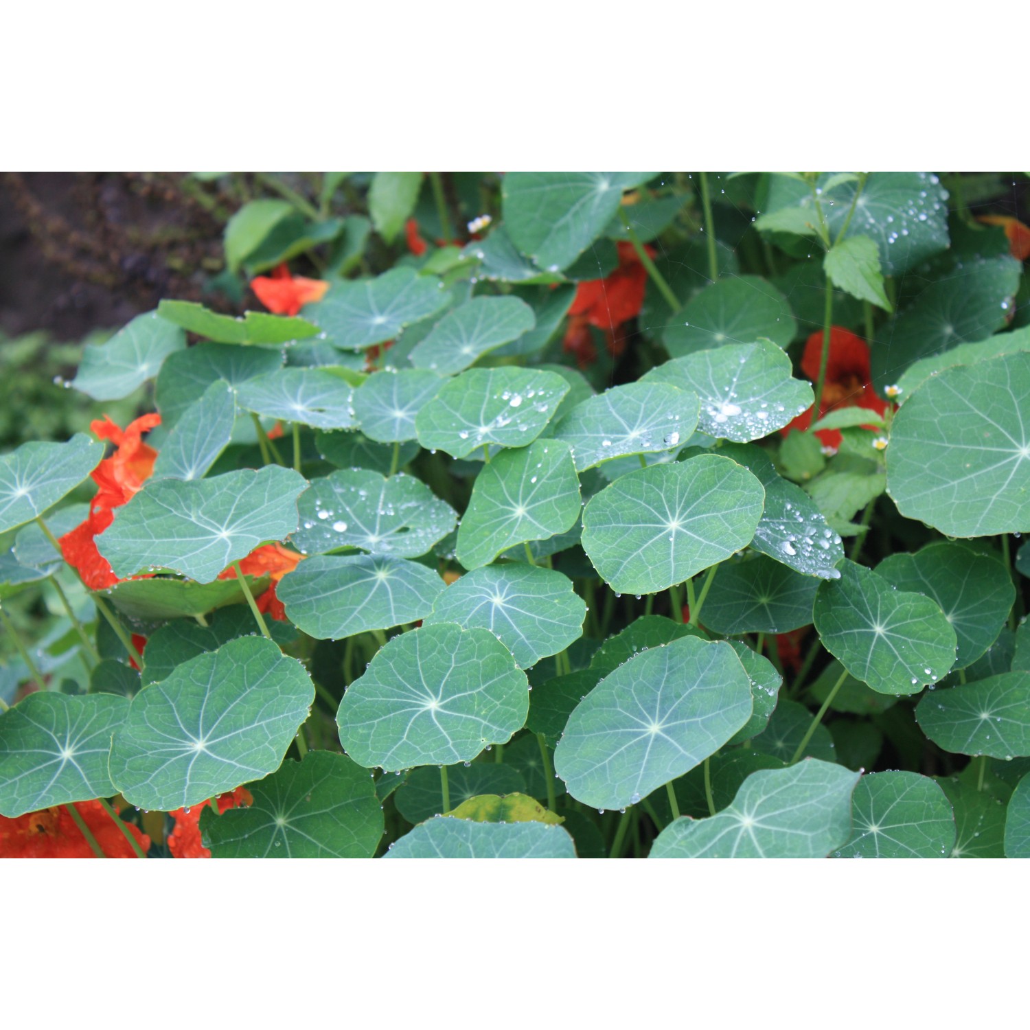 Blu BioKapuzinerkresse TopfØ ca. 12 cm Tropaeolum majus kaufen bei OBI