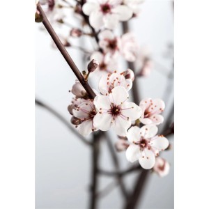 Blühende Blutpflaume Prunus Cistena mit zarten rosa Blüten auf dunklen Ästen.
