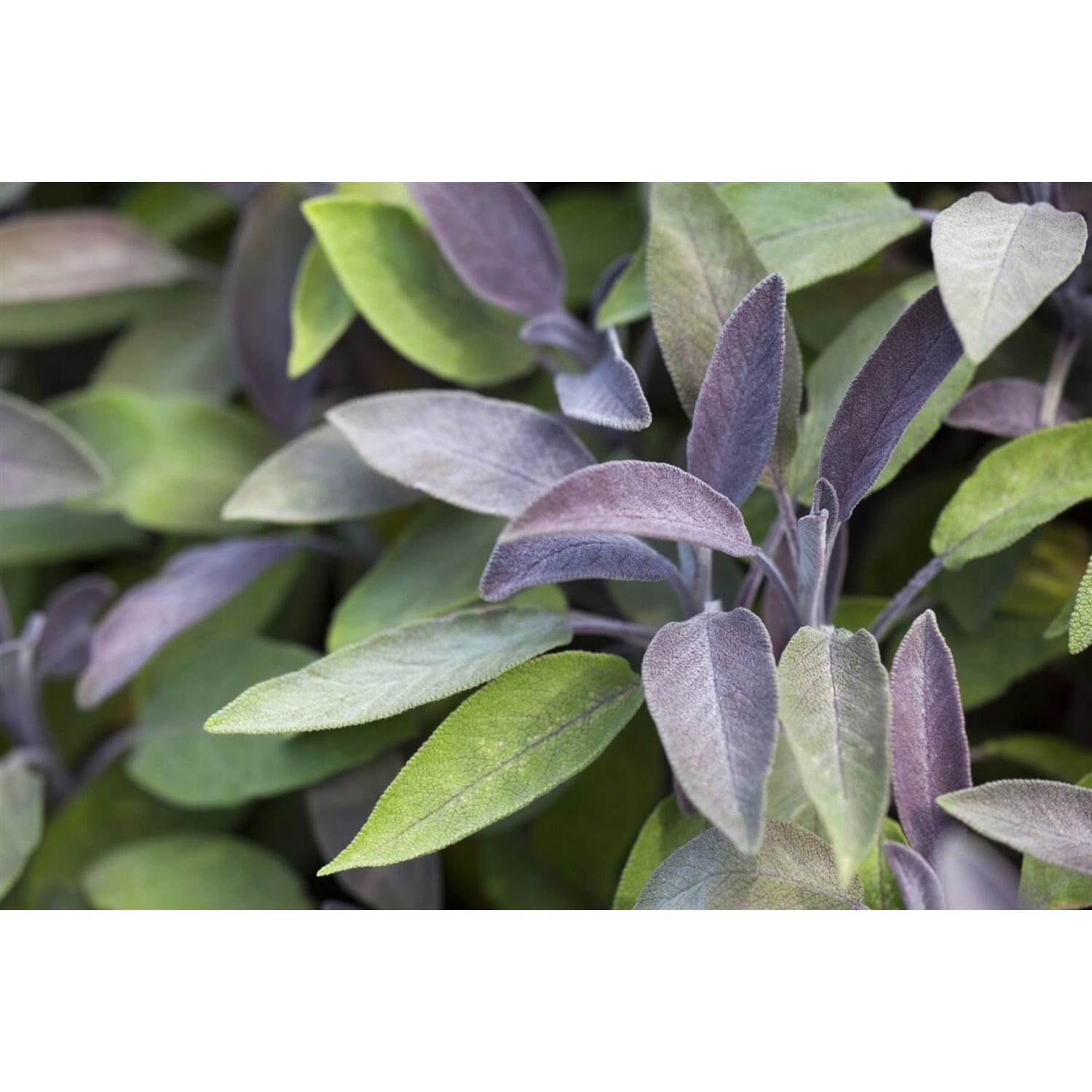 Salvia Officinalis Berggarten Echter Salbei Ca. 9x9 cm Topf günstig online kaufen