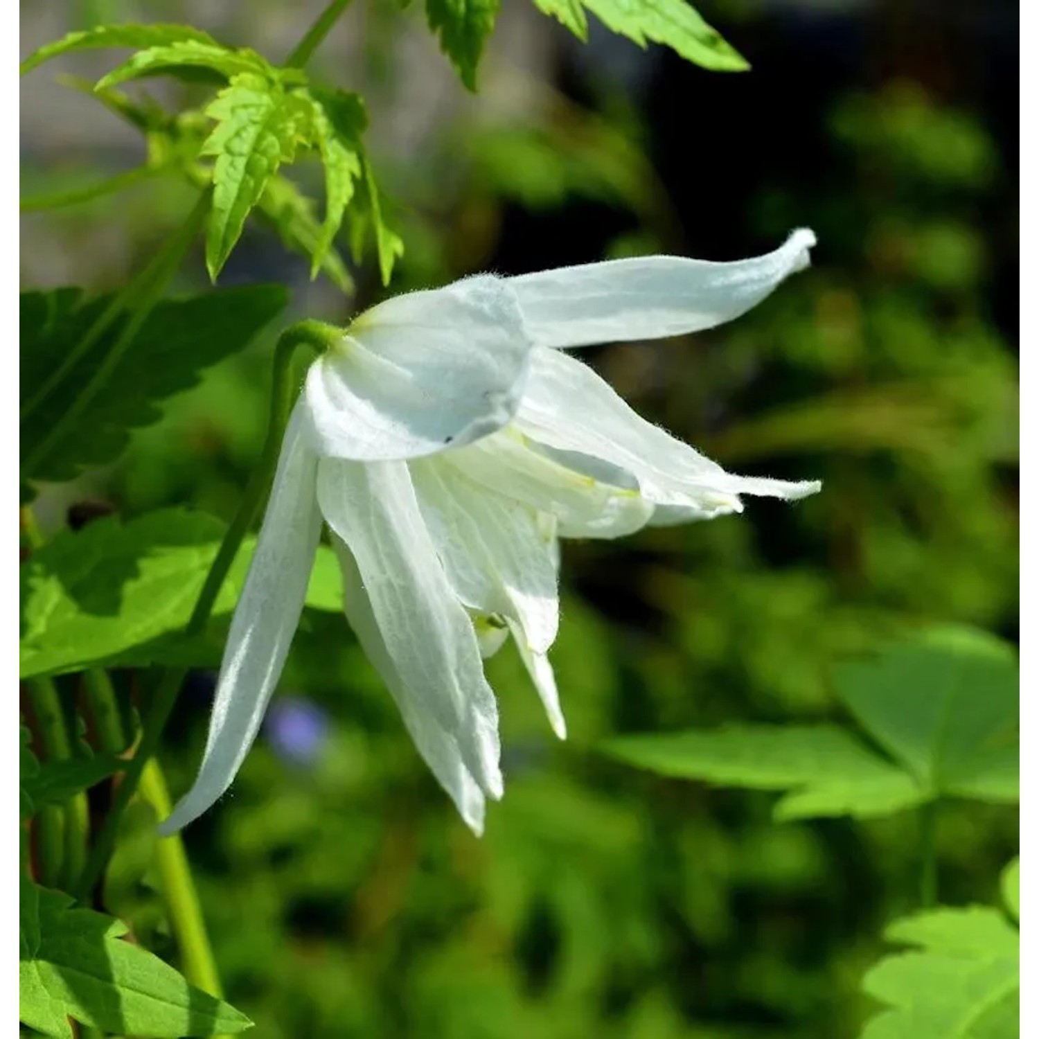 Immergrüne Duft Waldrebe Snowdrift 60-80cm - Clematis