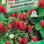 Sperli Monatserdbeere Bowlenzauber: Immer tragende Erdbeeren mit süßen, roten Früchten und grünen Blättern.