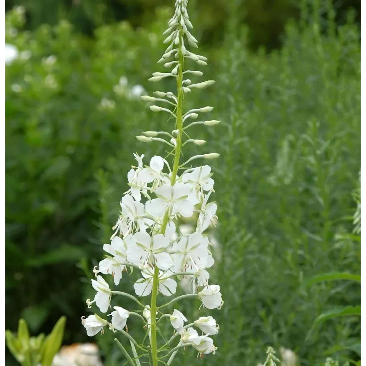 Weidenröschen weiß - Epilobium angustifolium