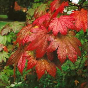 Leuchtend roter Japanischer Ahorn (Acer Japonicum Vitifolium) mit detailreichen Blättern.
