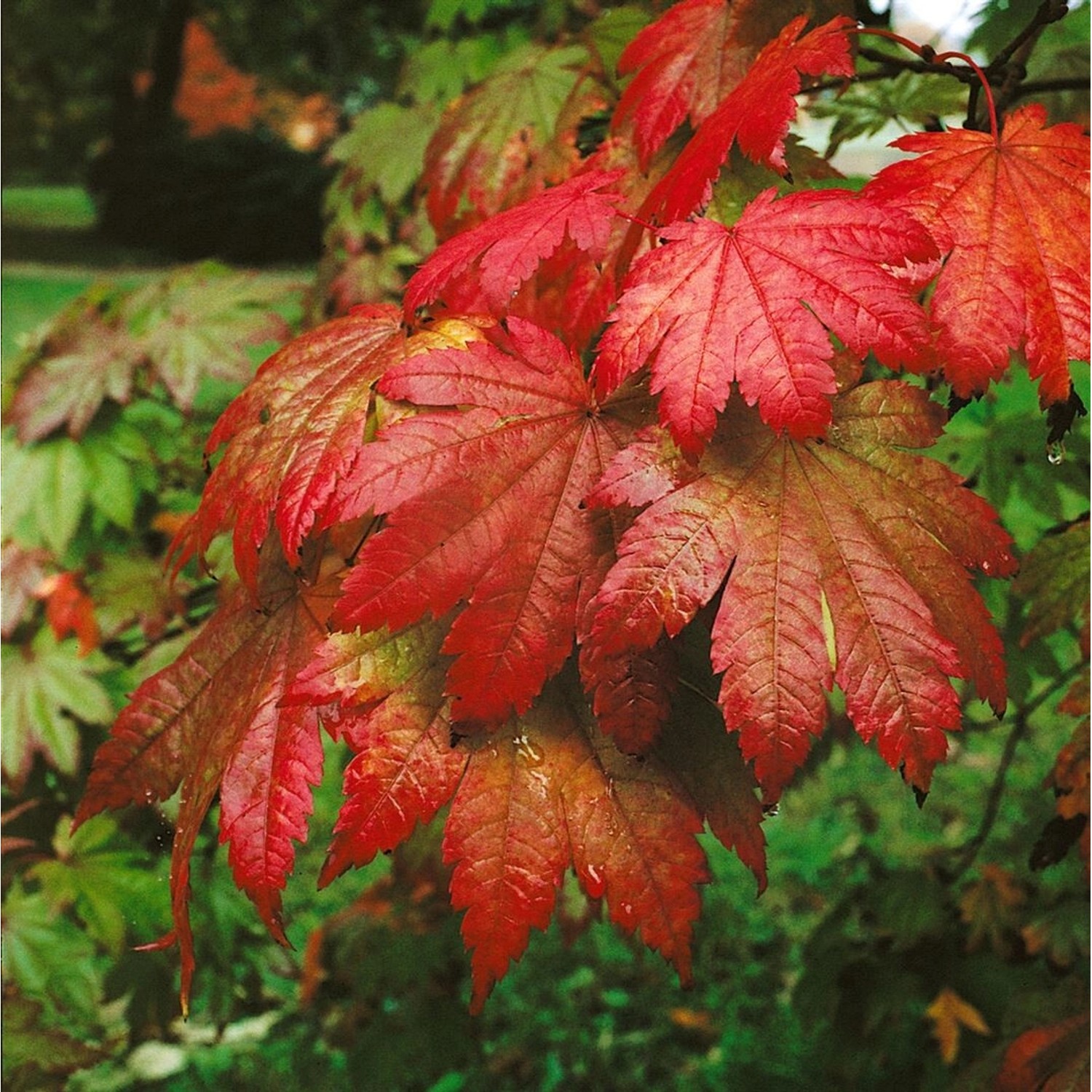 Acer Japonicum Vitifolium Japanischer Ahorn 150–175 cm günstig online kaufen