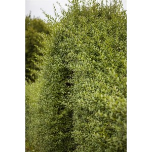 Grüne Ligusterhecke (Ligustrum vulgare), 60-80 cm hoch, ideal als Sichtschutz.
