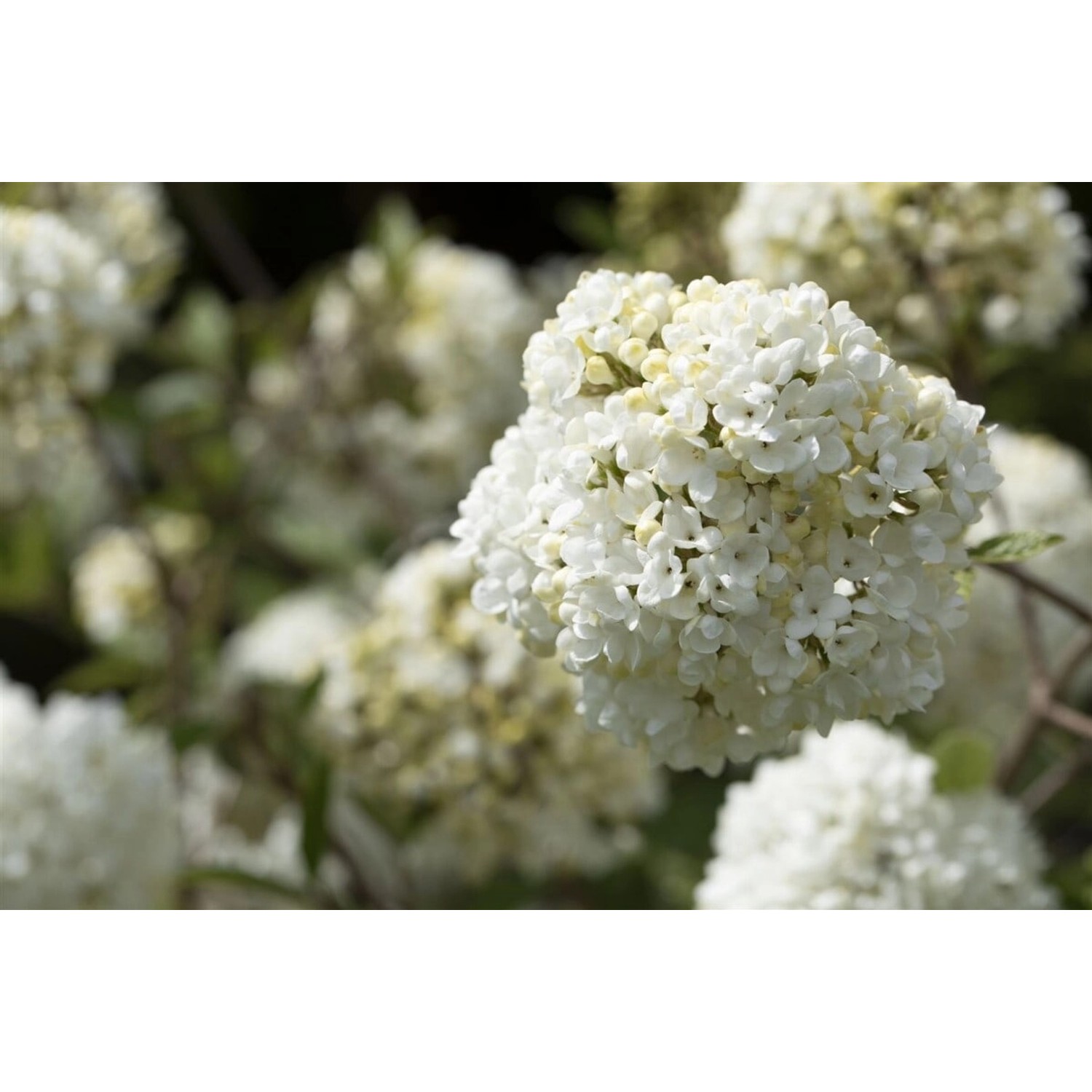 Viburnum Eskimo Schneeball 30-40 cm günstig online kaufen