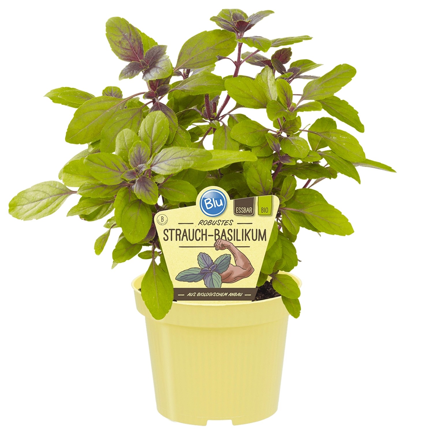 Blu Bio-Strauchbasilikum Topf-Ø ca. 12 cm Ocimum günstig online kaufen