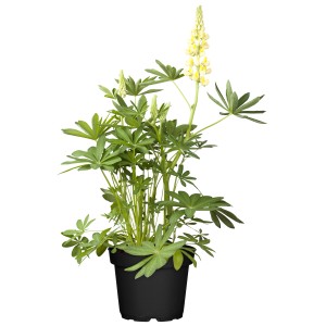 Gelbe Lupine im Topf, ca. 19 cm Ø, Lupinus polyphyllus.