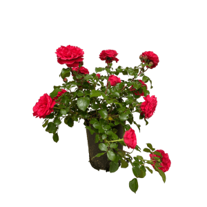 Beetrose Red Leonardo da Vinci im Topf mit tiefroten, gefüllten Blüten.