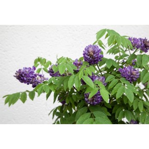 Chinesischer Blauregen 'Longwood Purple' mit lila Blüten und grünen Blättern, Kletterpflanze.